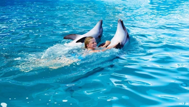 Dolphins_Swimming_4.jpg