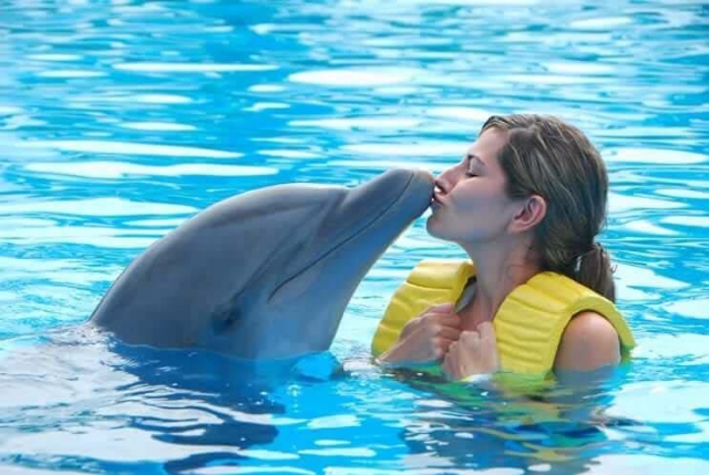 Dolphins_Swimming_Jamaica_5.jpg